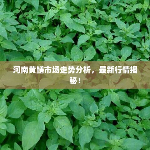 河南黄鳝市场走势分析，最新行情揭秘！