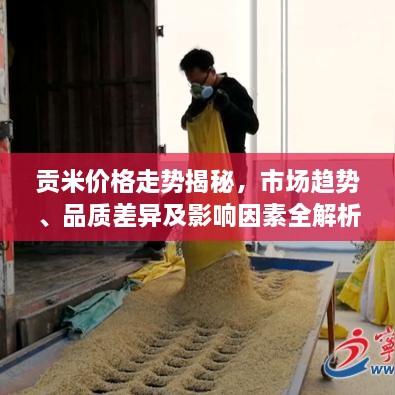 贡米价格走势揭秘，市场趋势、品质差异及影响因素全解析