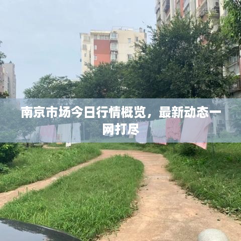 南京市场今日行情概览，最新动态一网打尽
