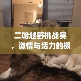 二哈越野挑战赛，激情与活力的极致碰撞