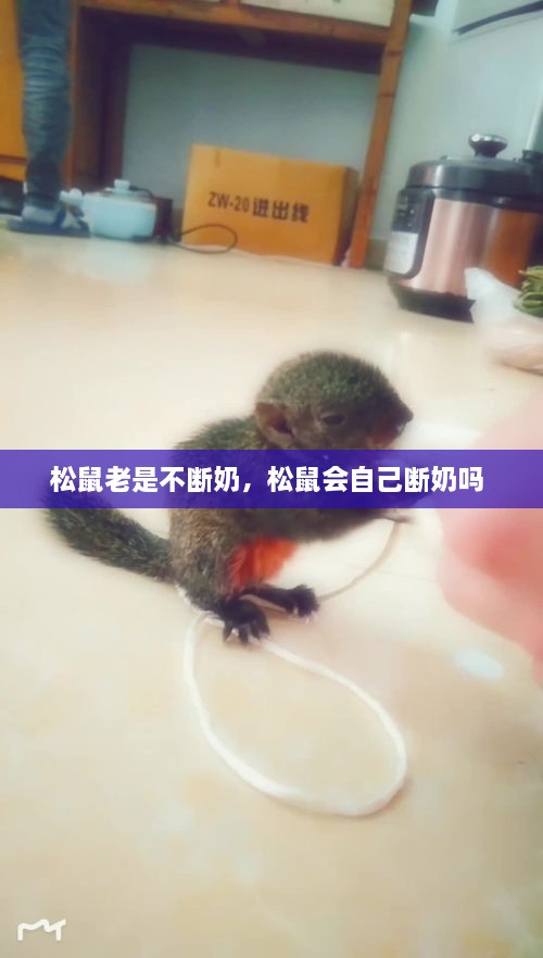 松鼠老是不断奶，松鼠会自己断奶吗 