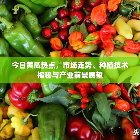 今日黄瓜热点，市场走势、种植技术揭秘与产业前景展望