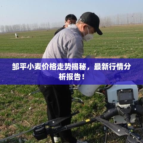 邹平小麦价格走势揭秘，最新行情分析报告！
