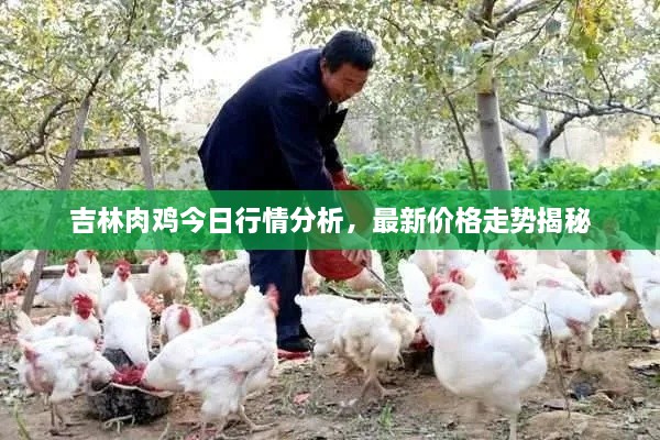 吉林肉鸡今日行情分析，最新价格走势揭秘