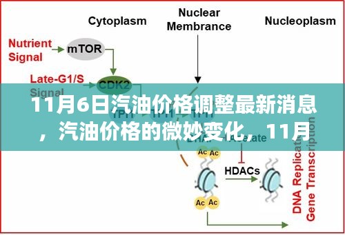 11月6日汽油价格调整最新动态，微妙变化中的日常惊喜与小确幸