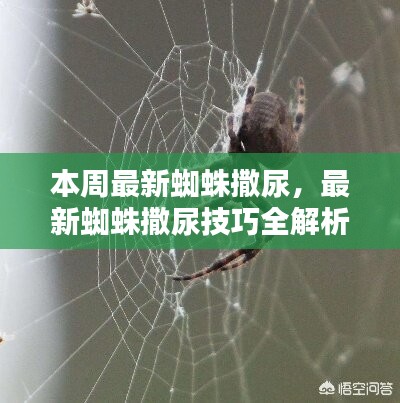 蜘蛛撒尿技巧全解析，成为达人的秘诀