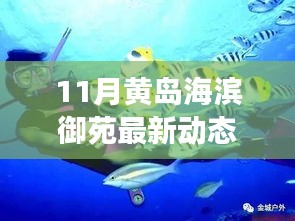 11月黄岛海滨御苑游玩全攻略，最新动态与畅游海滨盛景