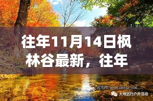 往年11月14日枫林谷最新景象，自然与文化的完美交融辩论会开启！