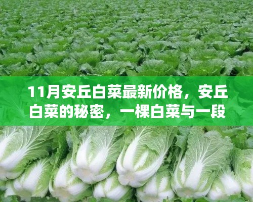 安丘白菜最新价格揭秘，白菜背后的友情故事与秘密