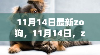 11月14日最新zo狗温馨日常，友谊与爱的不解之缘