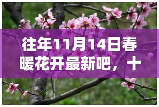 往年11月14日春暖花开的独特时刻回顾