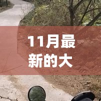 揭秘最新大蛇，特点优势与应用场景探索（11月版）