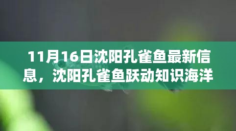 沈阳孔雀鱼最新动态，跃动知识海洋，变化中的学习铸就自信与成就之路