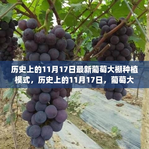 历史上的11月17日，葡萄大棚种植新模式引领变革，自信展望未来发展