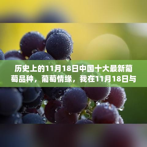 我在葡萄情缘中与十大最新葡萄品种的奇妙邂逅