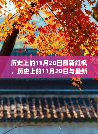 独特视角，历史上的11月20日与最新红枫的交汇时刻