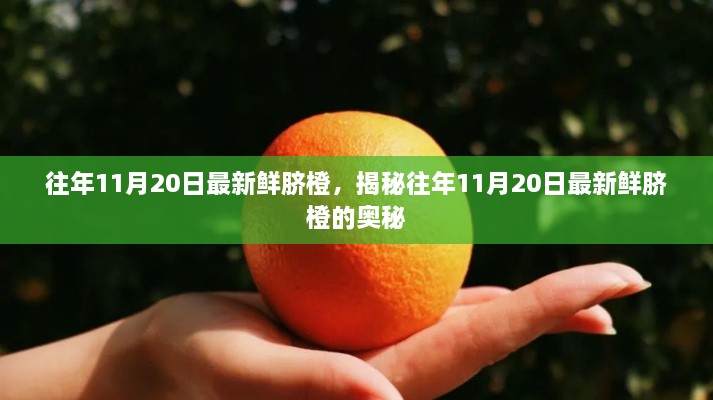 揭秘，11月20日最新鲜脐橙的奥秘与采摘指南