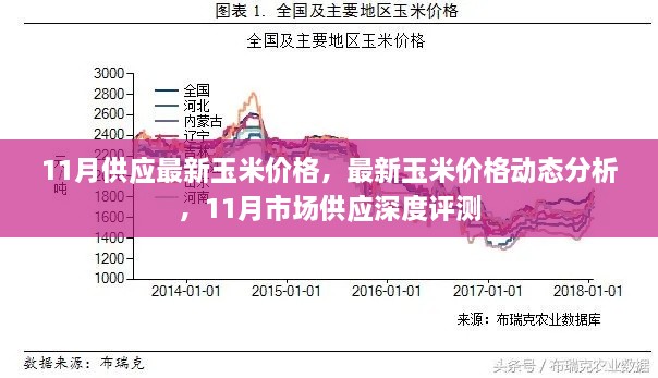 11月玉米市场供应动态分析与深度评测