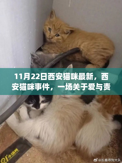 西安猫咪事件，爱与责任的深刻回响