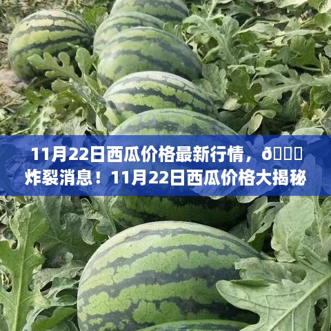 揭秘最新行情！11月22日西瓜价格炸裂消息一网打尽！