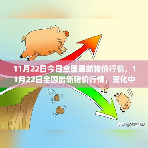 全国最新猪价行情动态，变化中的学习之路与自信成就之路的探寻（11月22日）