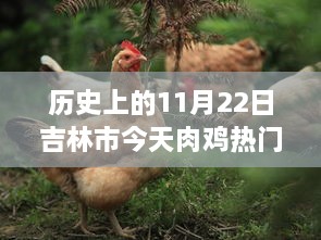 时光穿梭，历史上的今日吉林市肉鸡价格揭秘与智能科技融合篇章