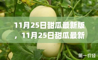 11月25日甜瓜最新版全新特性详解与体验