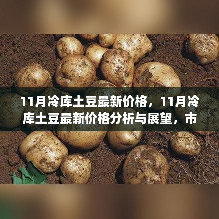 11月冷库土豆最新价格分析与展望，市场走势及预测