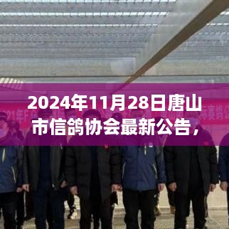 唐山市信鸽协会公告，学习变化之翼，成就翱翔梦想新篇章（2024年11月28日）