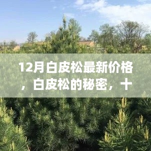 十二月的白皮松，探寻秘密与最新价格，温情时光里的绿意盎然