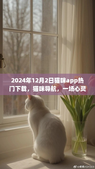 猫咪app导航，心灵之旅启程，探索自然美景的宁静力量