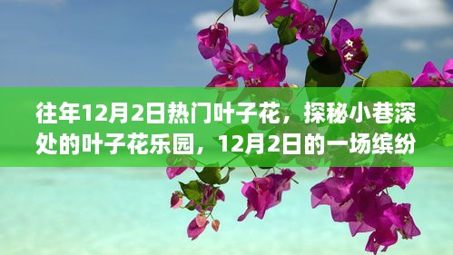 探秘叶子花乐园，缤纷寻香之旅，12月2日的独特体验