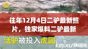 独家揭秘，二驴最新照片背后的科技巨献——引领时代潮流的高科技产品体验之旅