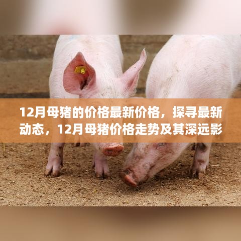 12月母猪价格最新动态，走势、影响及深入探讨