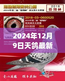 深度解读天鸽传奇，小红书独家报道揭秘最新消息与深度解读（2024年最新更新）