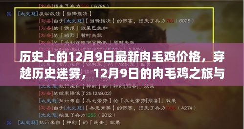 穿越历史迷雾，探寻肉毛鸡价格变迁之旅，心灵宁静的发现日——12月9日纪事