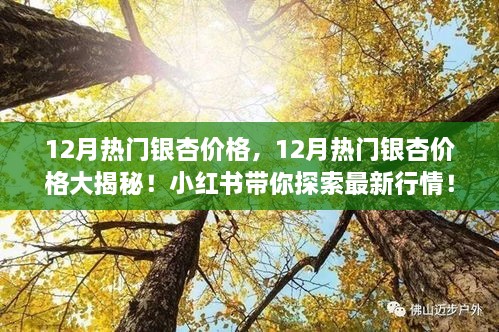 小红书带你探索，12月热门银杏价格大揭秘！