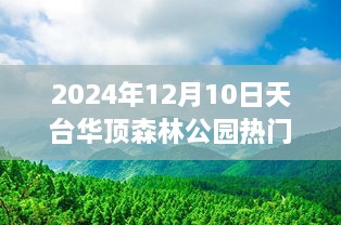 探访自然秘境，天台华顶森林公园极致体验——热门旅游目的地评测