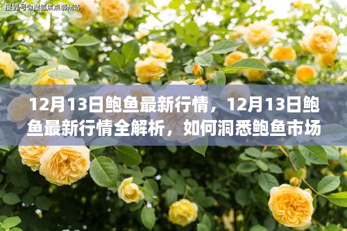 12月13日鲍鱼最新行情解析及市场动态洞悉与选购指南