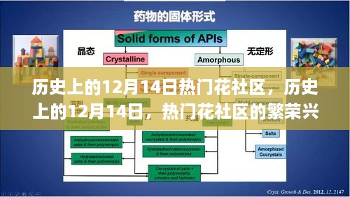 历史上的12月14日，热门花社区的繁荣兴衰与深层思考回顾