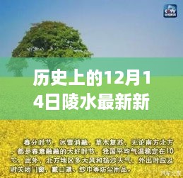 陵水故事，温馨有趣的12月14日日常新闻回顾