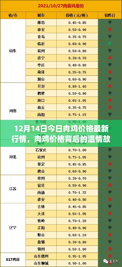 12月14日肉鸡价格行情及背后的温情故事与鸡市奇遇探索