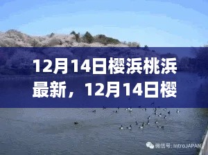 揭秘樱浜桃浜最新动态，冬日海洋的秘密追踪