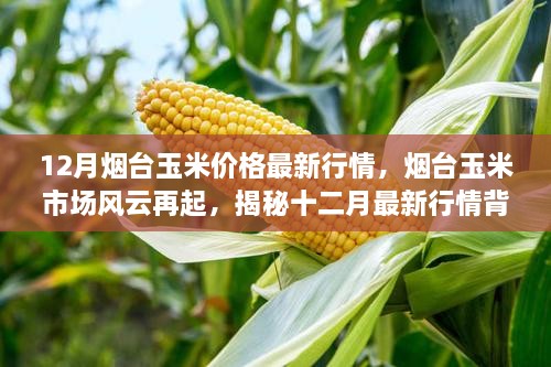 揭秘烟台玉米市场风云再起，十二月最新行情深度解析