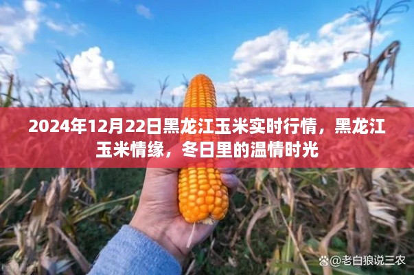 黑龙江玉米行情动态，冬日温情时光下的情缘与实时行情分析