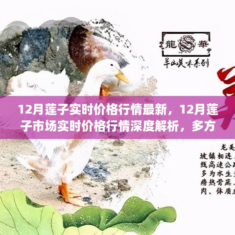 深度解析，12月莲子市场实时价格行情，多方观点交织的思考