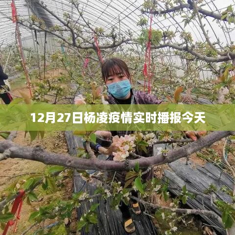 杨凌地区疫情最新实时播报（今日12月27日）