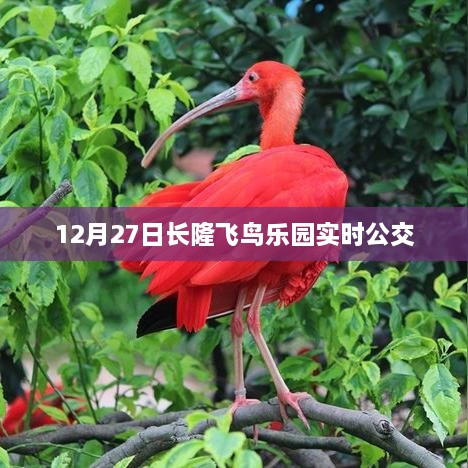 长隆飞鸟乐园公交实时查询（12月27日）