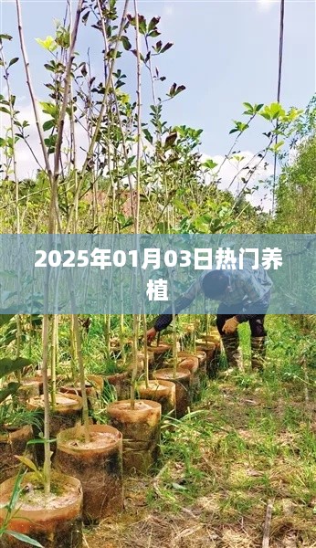 『2025年1月3日养植热潮』