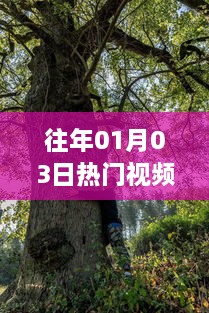 古树传奇，历史文化的交融与热门视频回顾